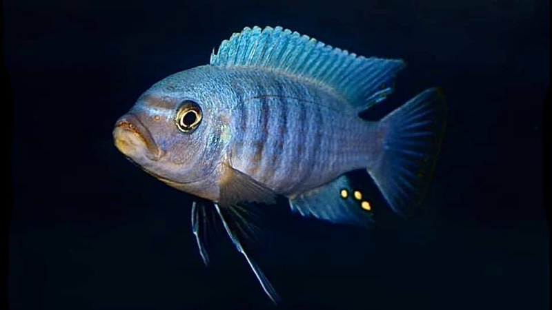 Maylandia sciasma 'Nkanda'